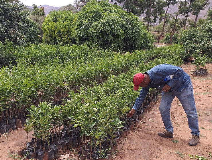 A farmer in the Tigray region of Ethiopia inspects on his saplings.