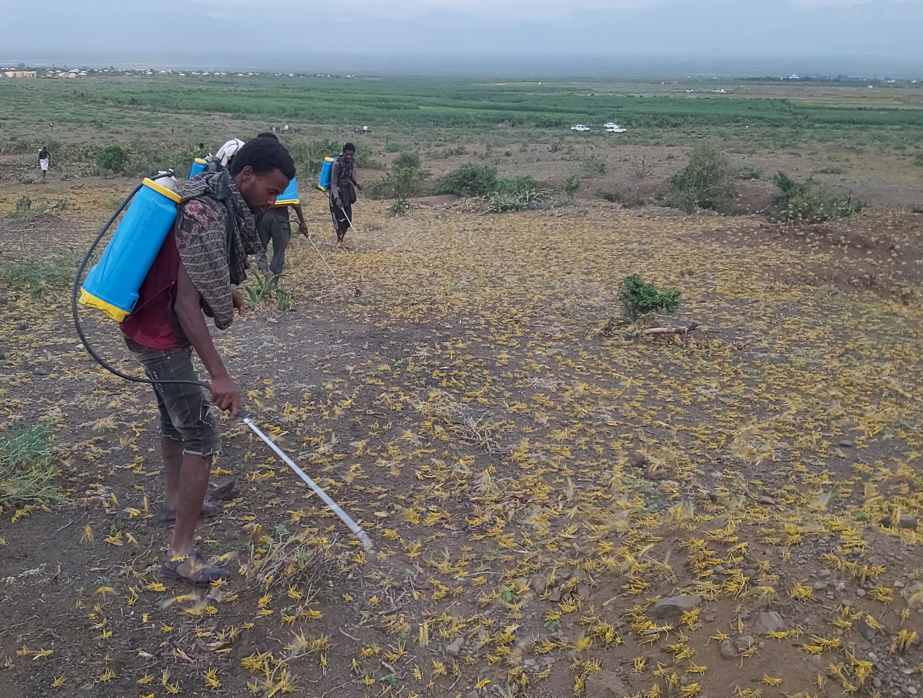 In Raya Azebo, community members spray insecticide to protect their crops.