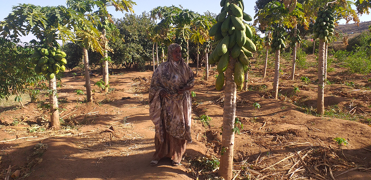 With the extra income earned, Ferdahusa was able to rent more land and expand into new high-value crops, like papayas and mangoes.