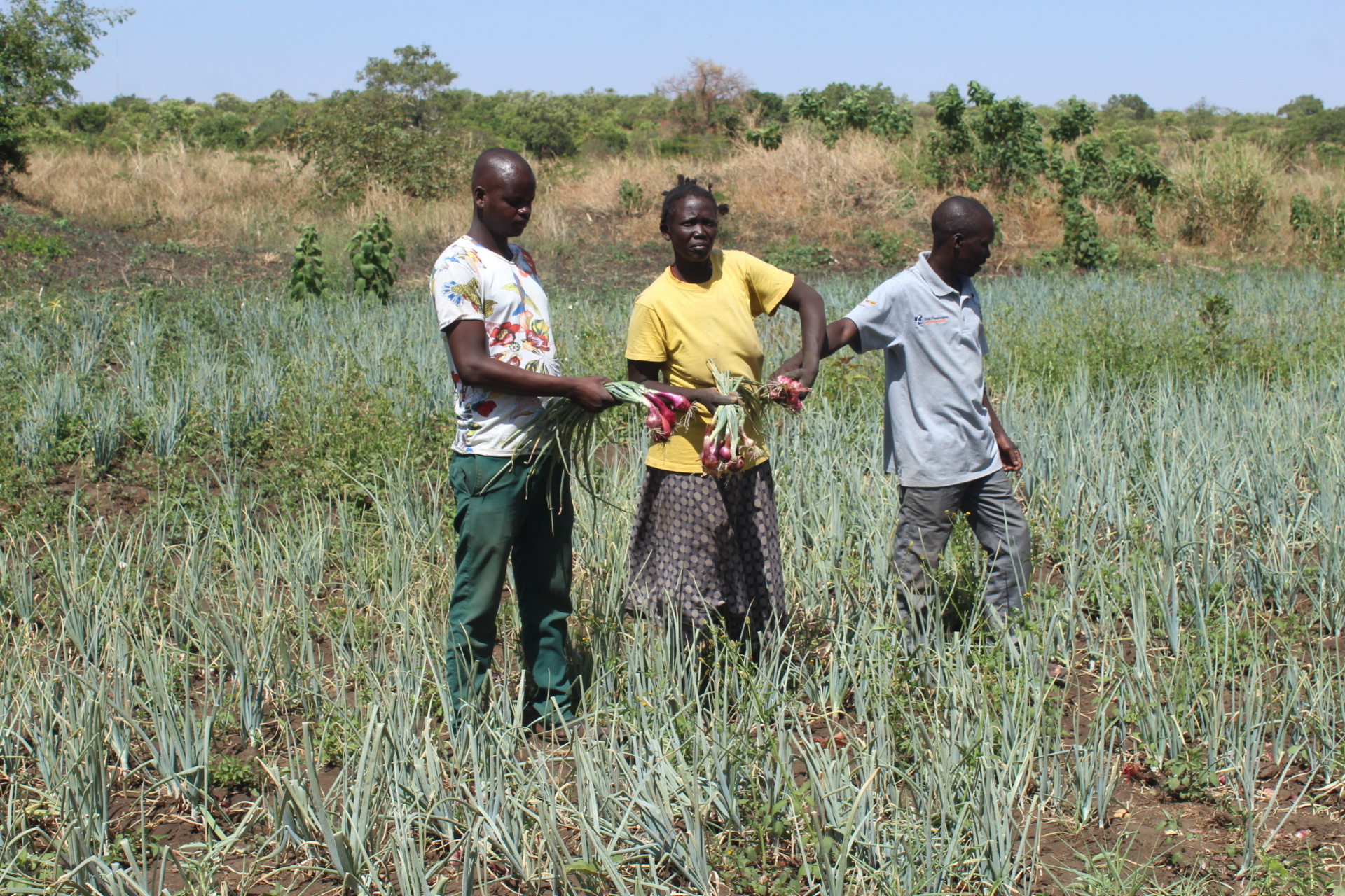 Diyok group members harvesting their onion. Credit: FAO/ECO Uganda