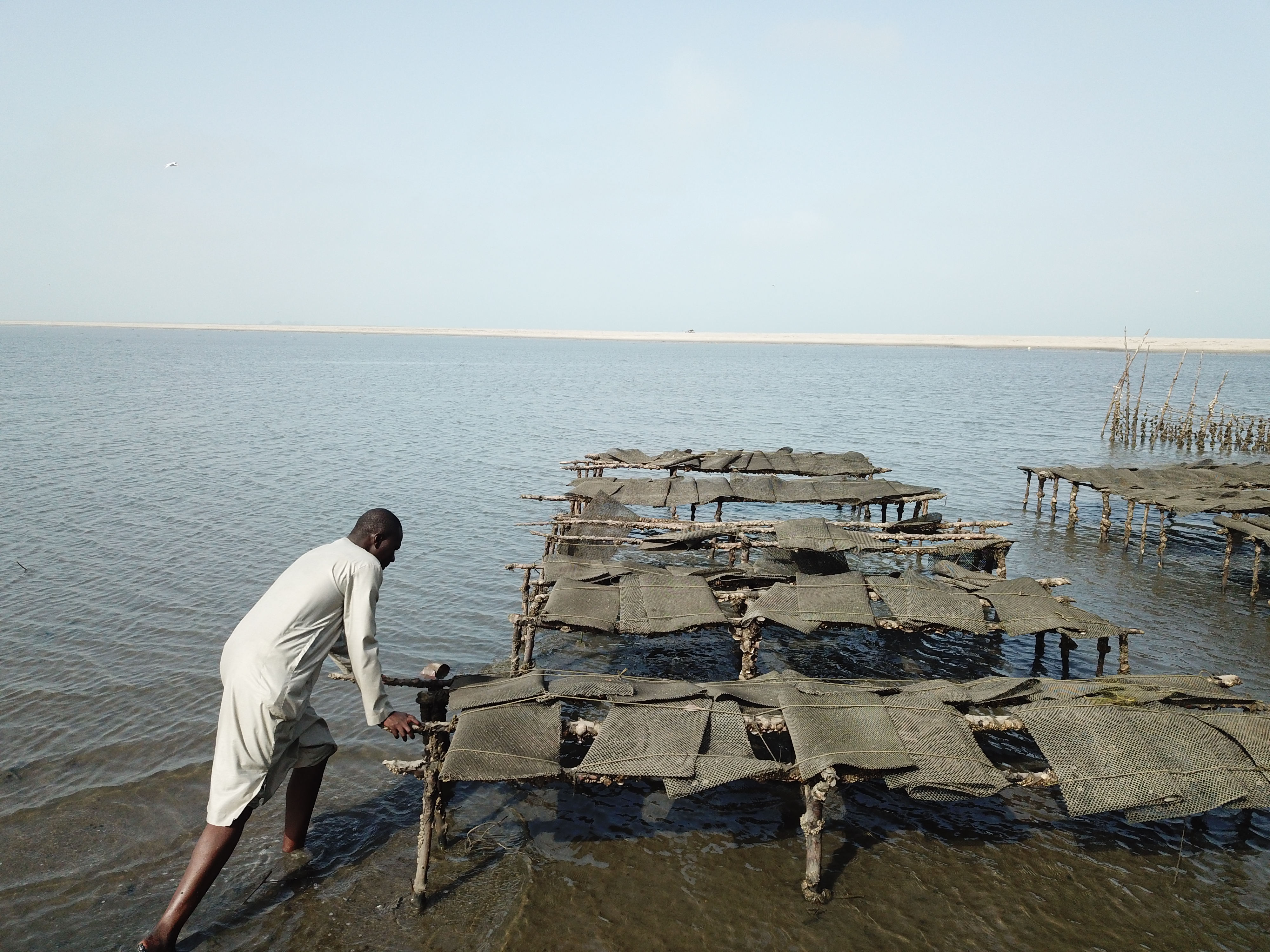 Oyster cultivation training in the Dionewar commune in Senegal’s Fatick region. Photo taken by Yakhya Gueye.