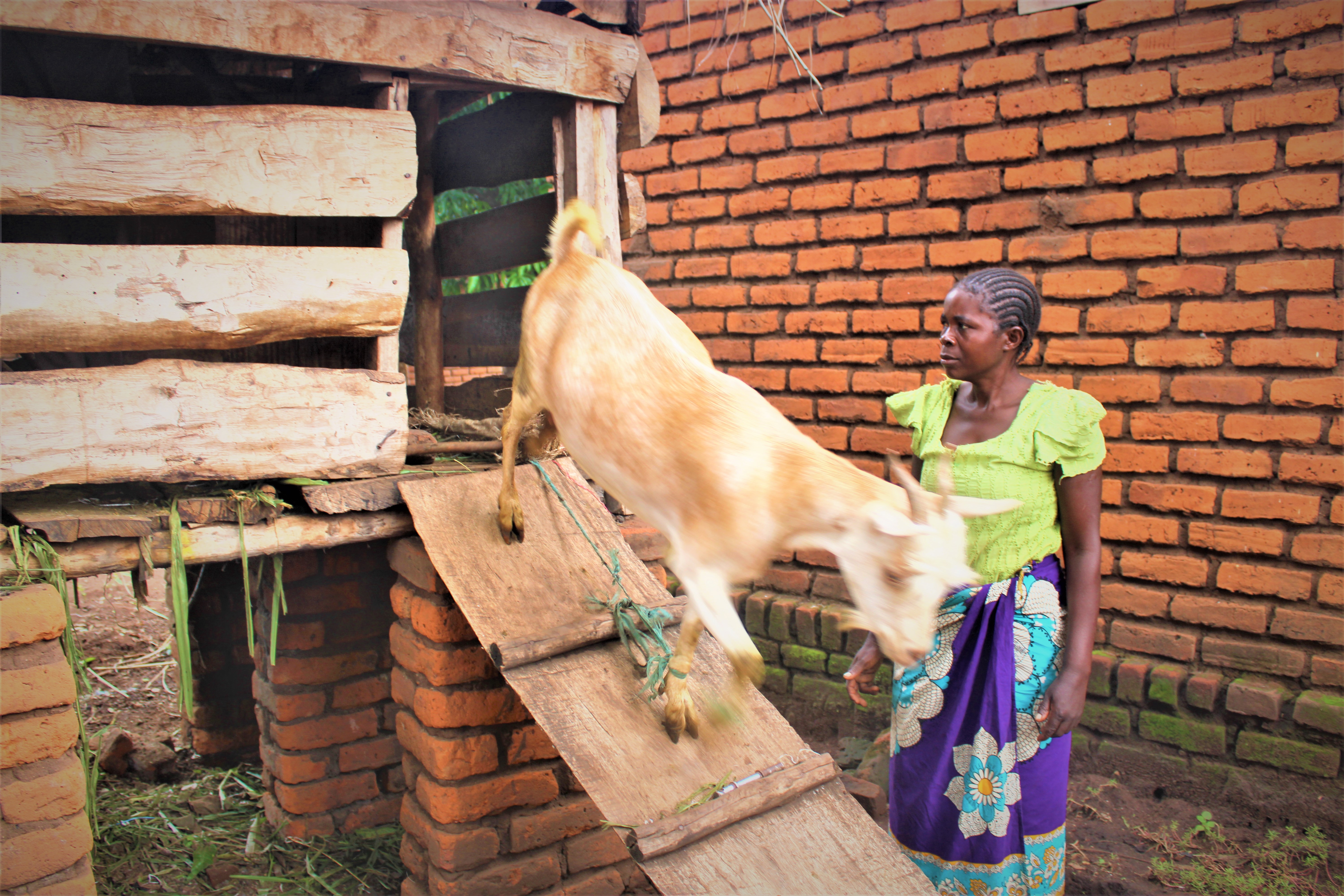 Edna Muleso regarde l'une de ses chèvres sortir du kraal. Crédit : Felix Malamula (PRIDE)