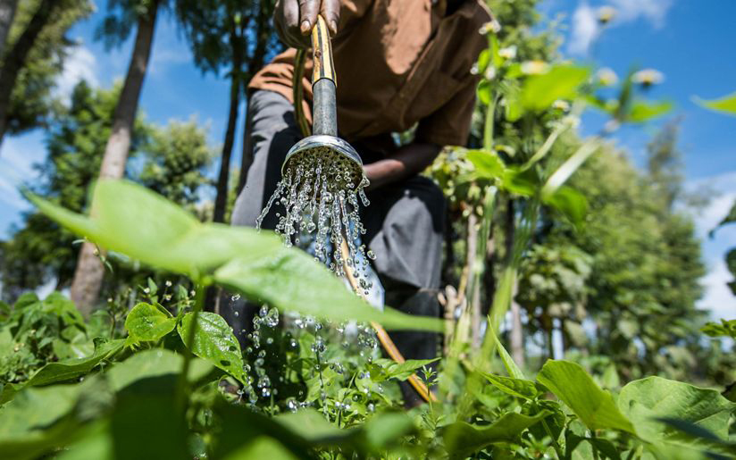 With support from Resilient Food Systems, more than 14,000 smallholder farmers now use rainwater harvesting technology to store water and irrigate their crops. © Roshni Lodhia