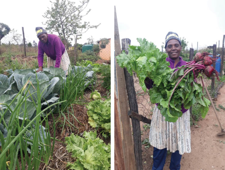 Bonelike Nkumane a commencé son jardin de permaculture en 2018 après avoir été sélectionnée comme l'un des 400 petits agriculteurs à recevoir une formation du projet RFS Eswatini en permaculture et agriculture de conservation. Deux ans plus tard, le jardin de Bonelike est une source continue d’aliments riches en nutriments et diversifiés pour sa famille et d’autres membres de la communauté.