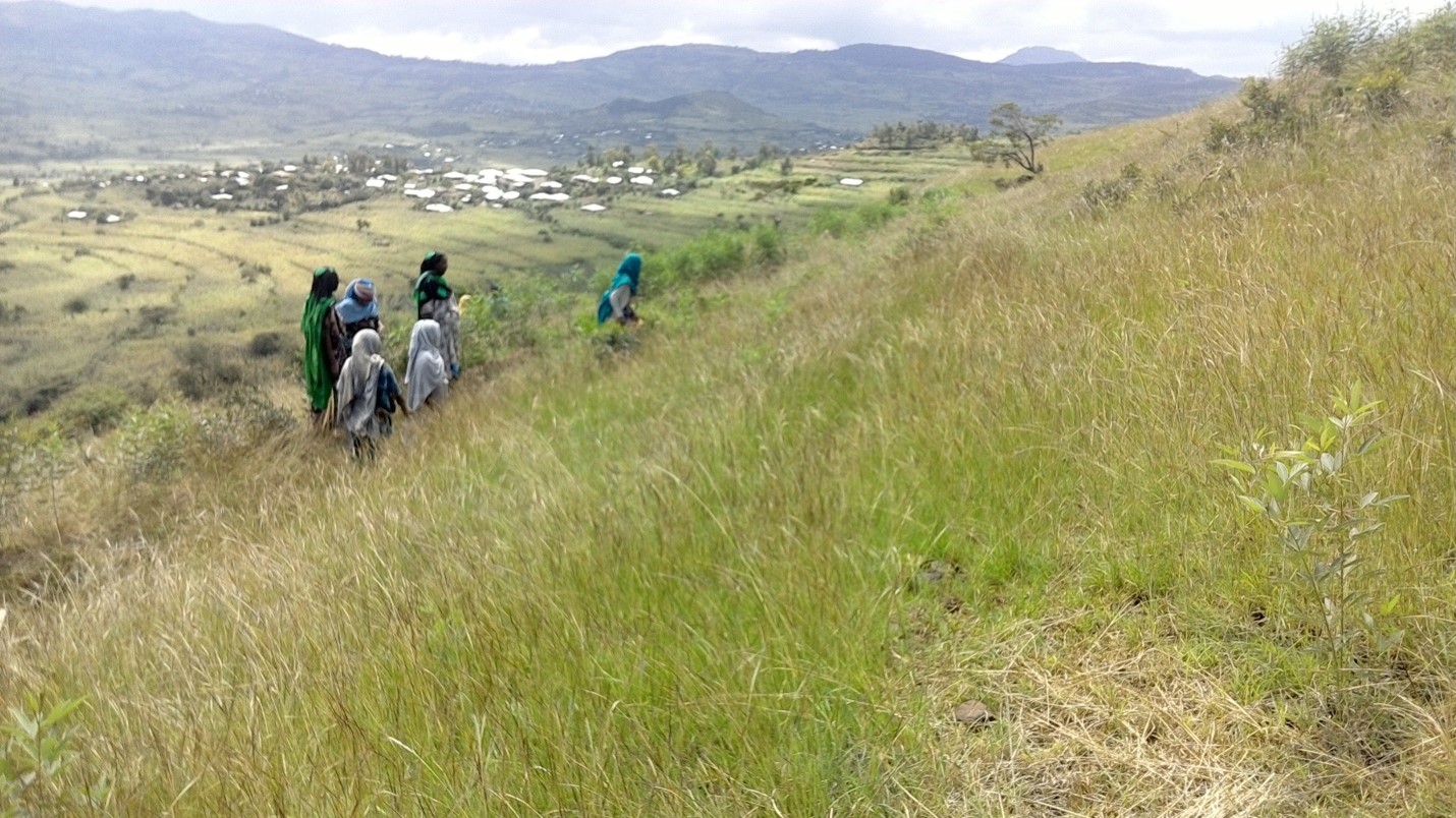 Demaksitu Cooperative collecting fodder on a once degraded hillside. Photo Credit: Jafar Abas, Communications Expert at the Doba District communication office