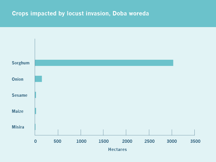 In Doba, sorghum production has been significantly impacted by the desert locust swarms.