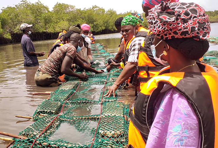 Women from 17 female economic interest groups attended the first training-of-trainers session on modern oyster farming techniques in Fimela, Fatick region. Photo above taken by Yakhya Gueye. Photo below taken by Matar D. Sarr.