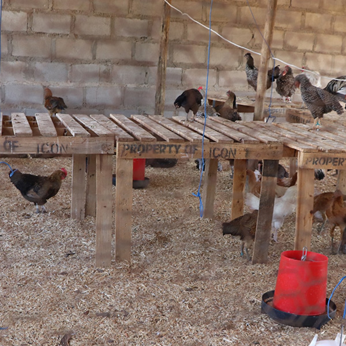 indigenous chicken farming business plan